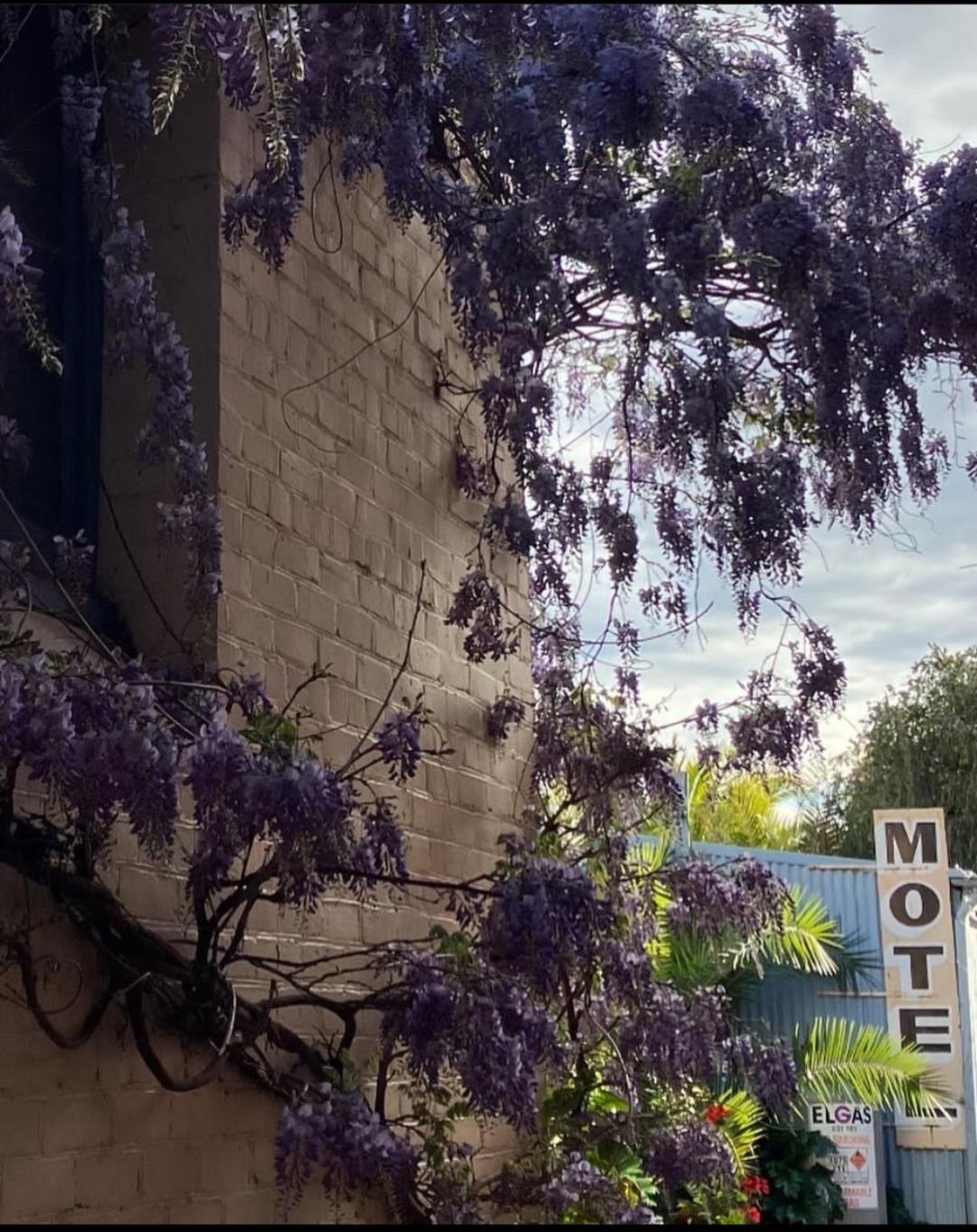 La Cochon Rose Motel Saint Arnaud エクステリア 写真